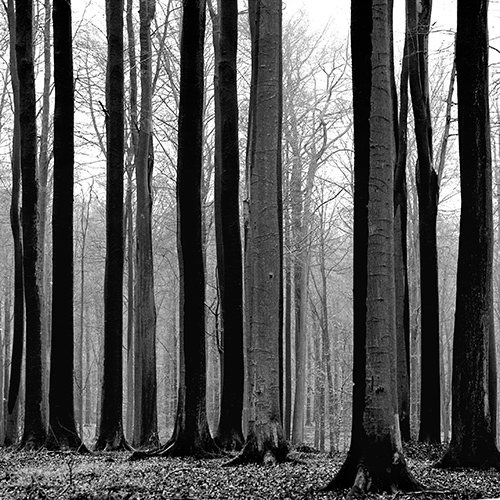 © Bernard Descamps